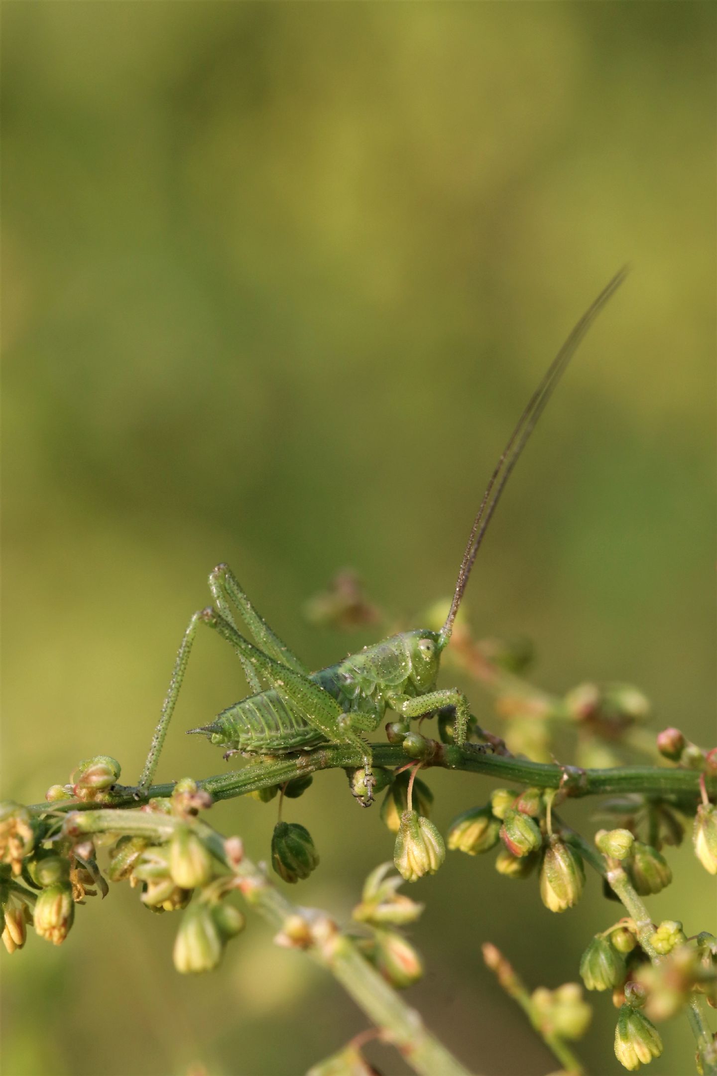 identificazione Tettigoniidae sp