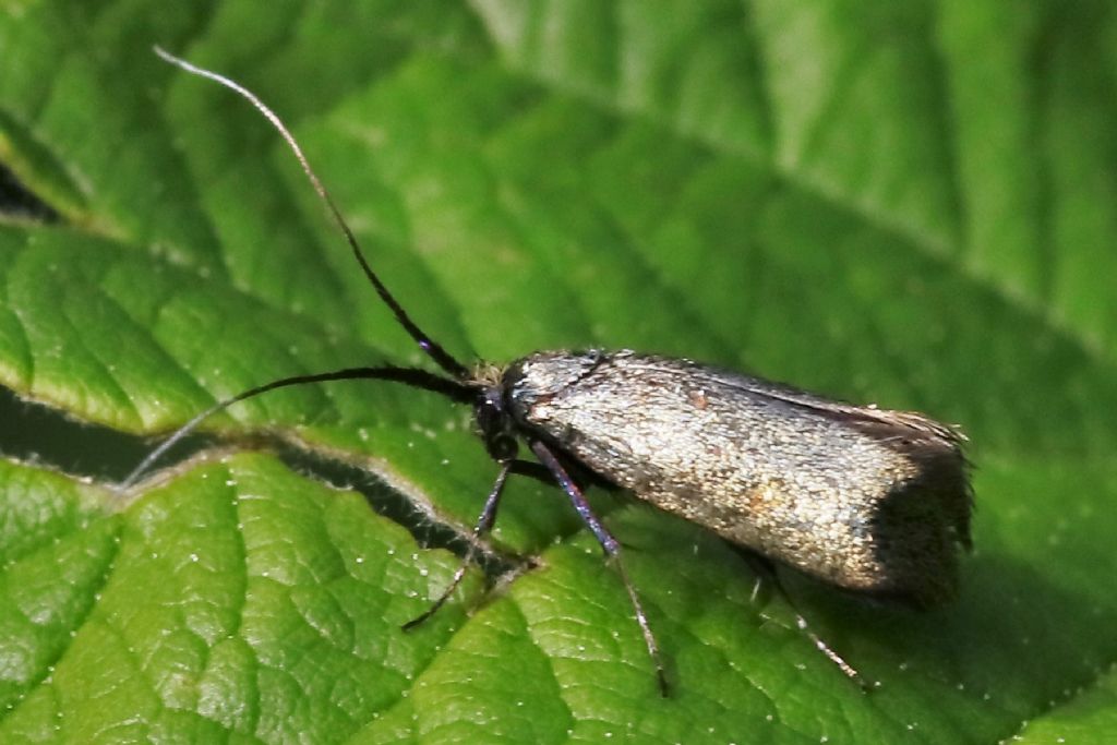 piccolo insetto prob. famiglia Oecophoridae da identificare