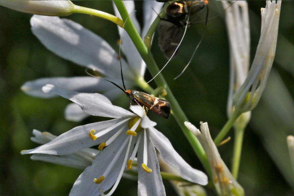 determinazione specie