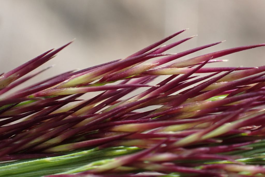 Arundo?