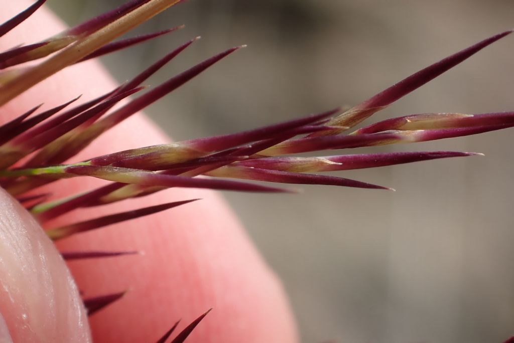 Arundo?