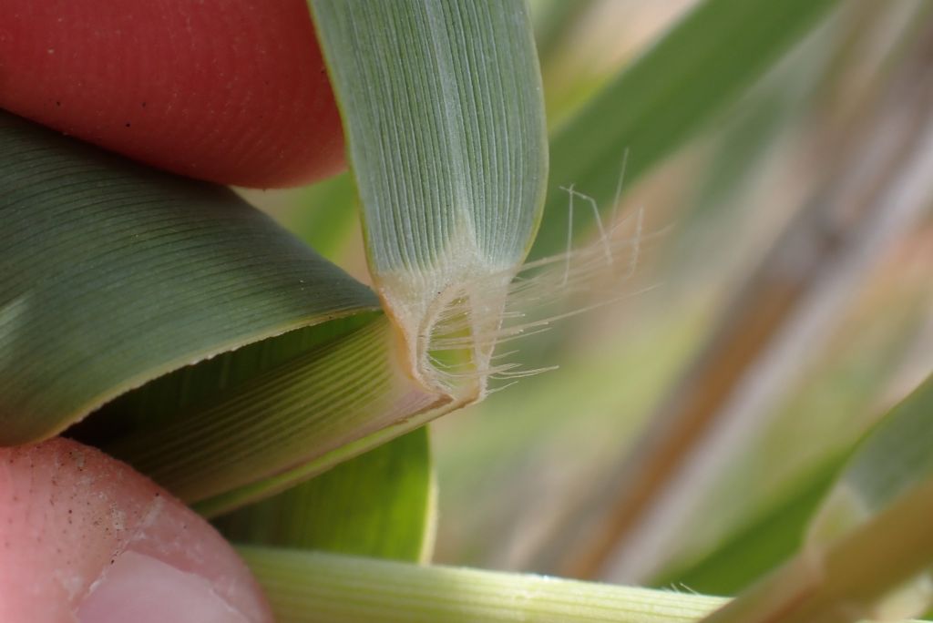 Arundo?