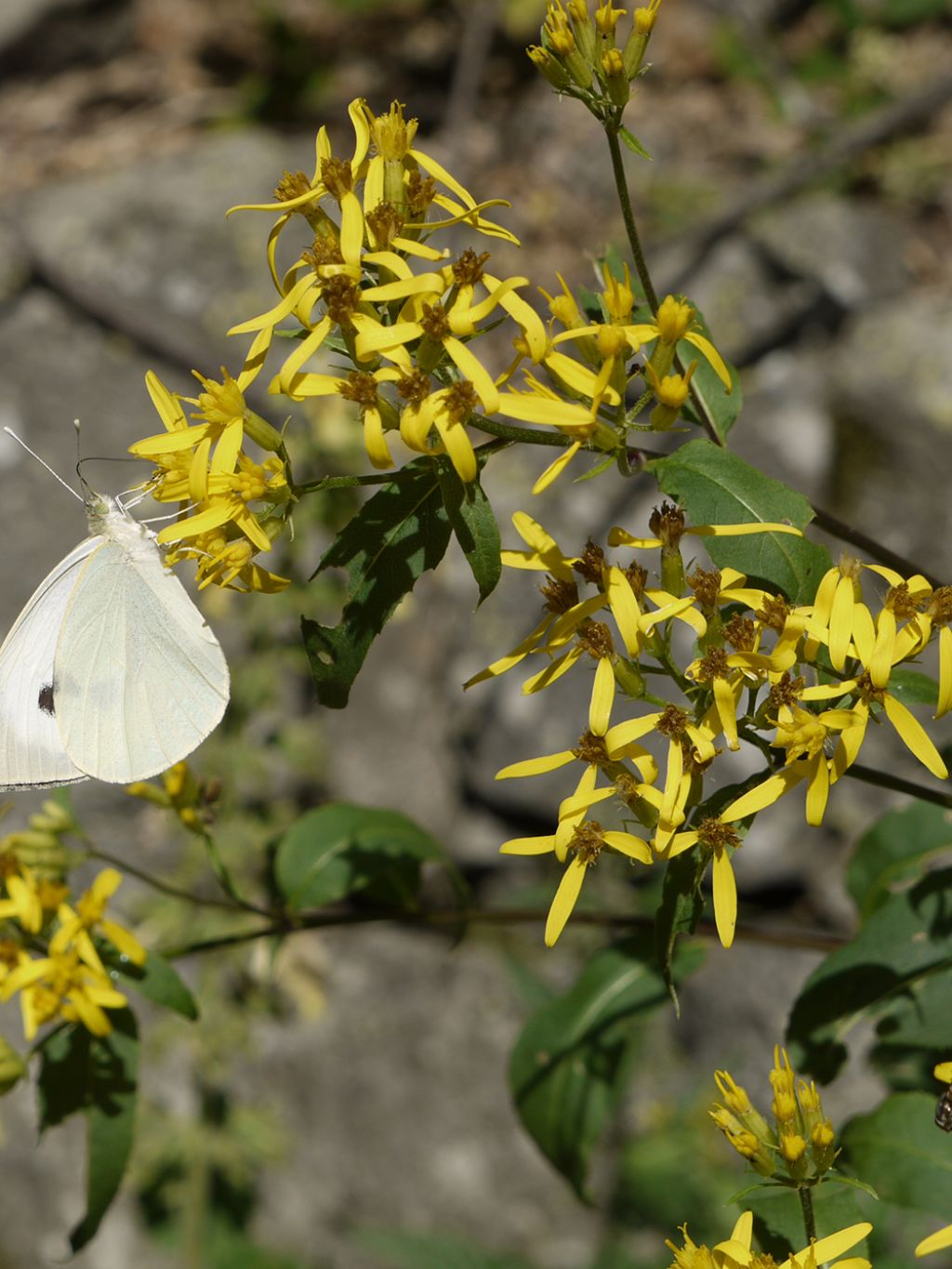 Senecio ovatus