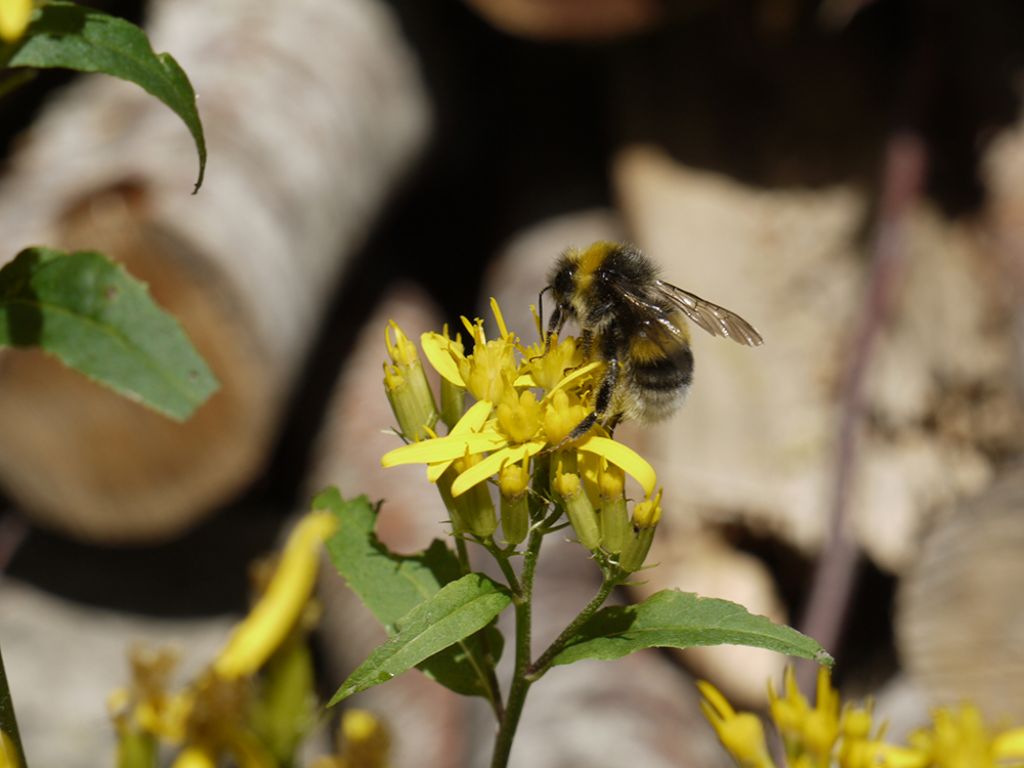 Senecio ovatus