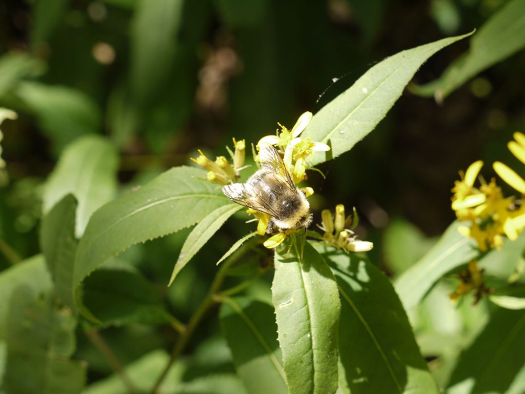 Senecio ovatus