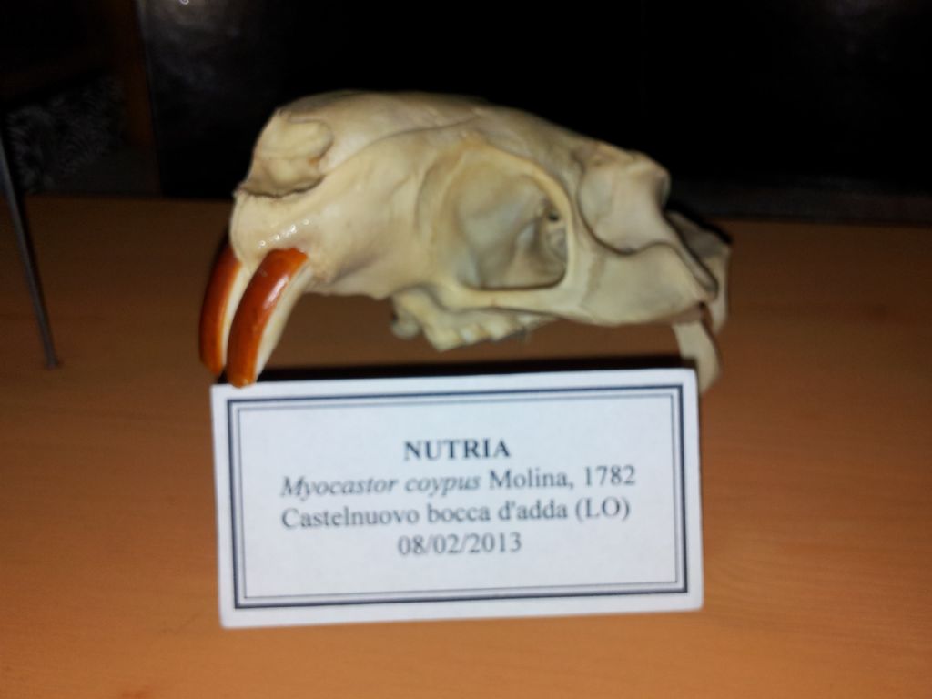 Nutria