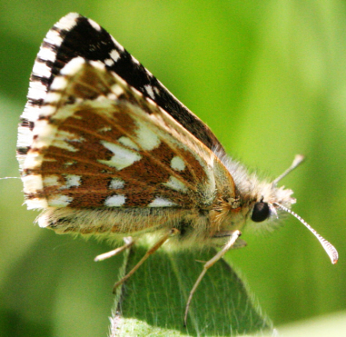 Pyrgus malvoides, Hesperiidae