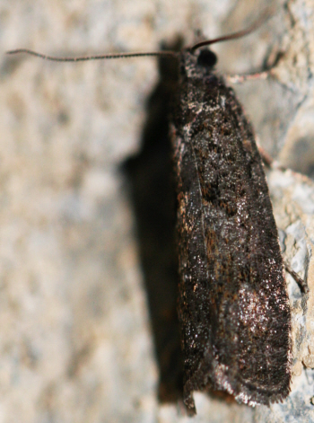 Another small moth but what could it be?