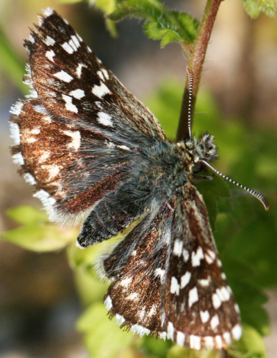 Pyrgus malvoides, Hesperiidae