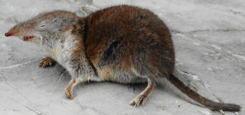 Un toporagno - Soricidae: Crocidura leucodon