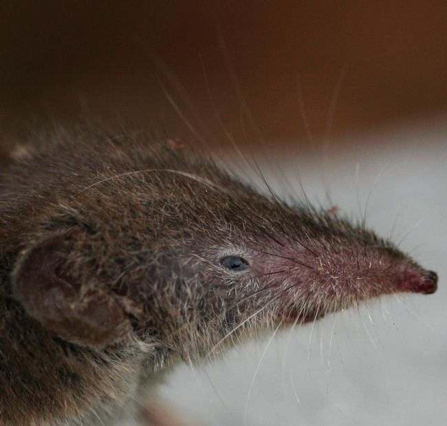 Un toporagno - Soricidae: Crocidura leucodon