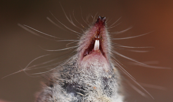 Un toporagno - Soricidae: Crocidura leucodon