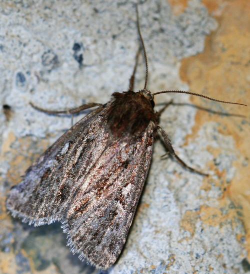 Noctuidae ma quale? Lycophotia porphyrea