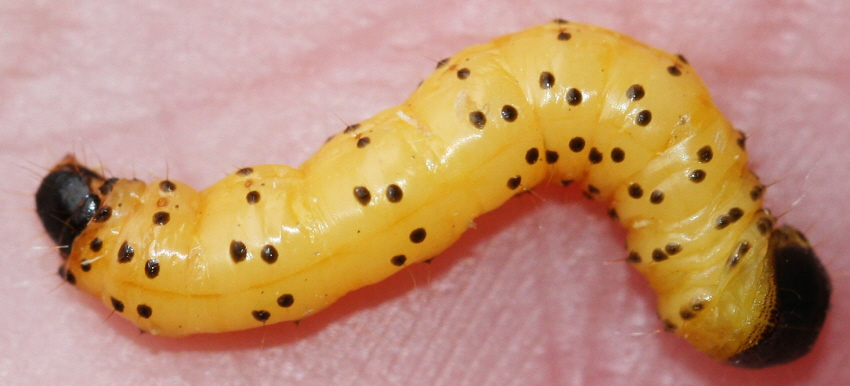 Forse una Tortricidae sp. larva o Hymenoptera larva?