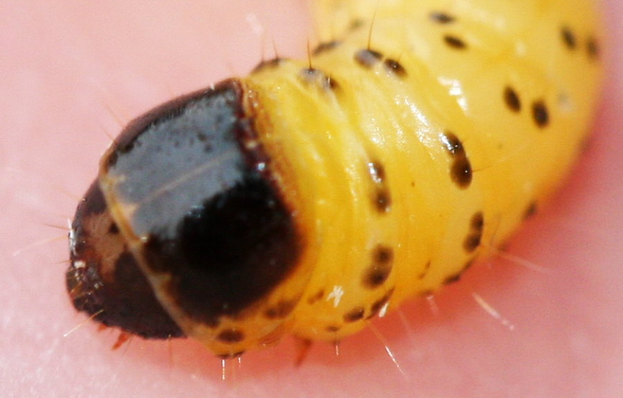 Forse una Tortricidae sp. larva o Hymenoptera larva?