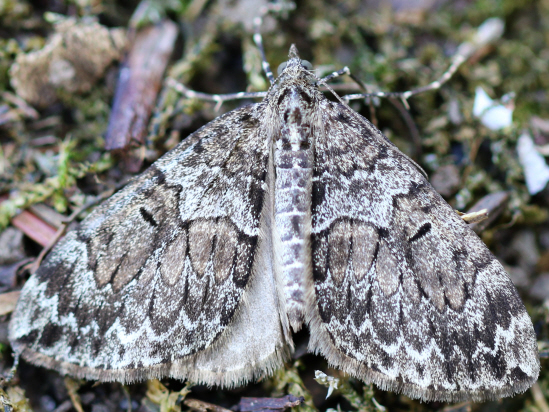 Thera variata (Cidariini - Geo) ??