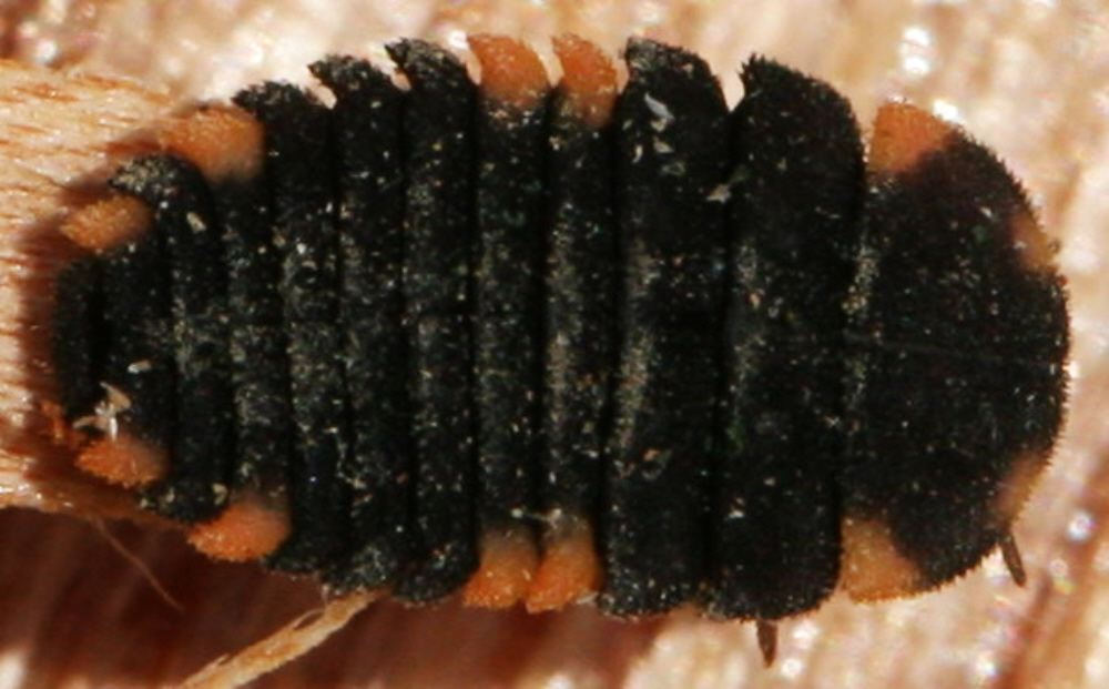 Larva Coccinellidae sp.?    No, di Endomychus coccineus (Endomychidae)