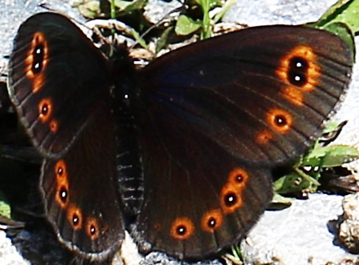 Erebia aethiops?? No, Erebia medusa, Nymphalidae