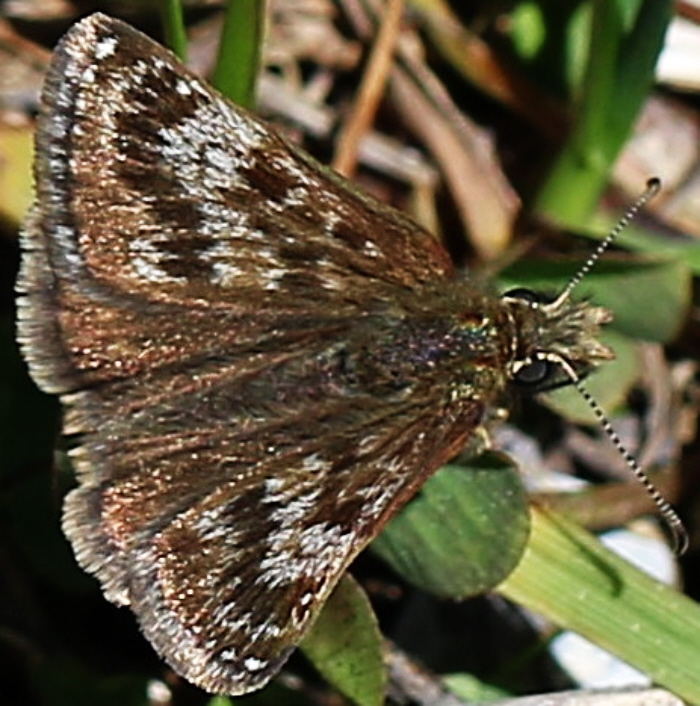 Erynnis tages, Hesperiidae