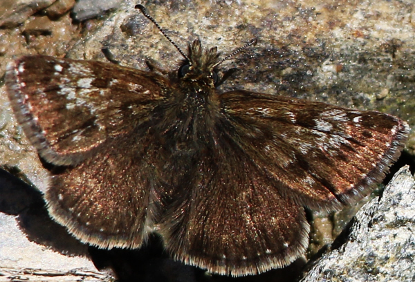 Erynnis tages, Hesperiidae