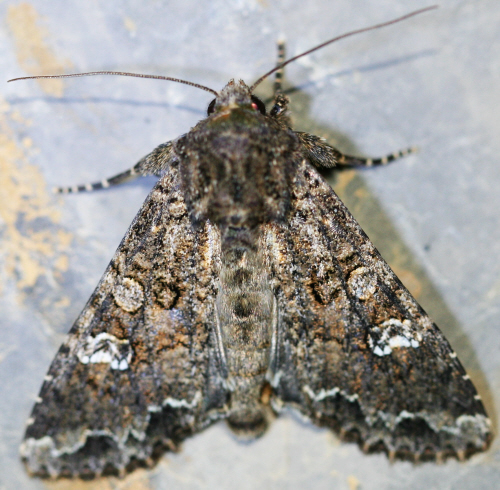 Mamestra brassicae ??  Noctuidae - S