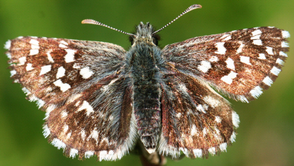 Pyrgus malvoides, Hesperiidae