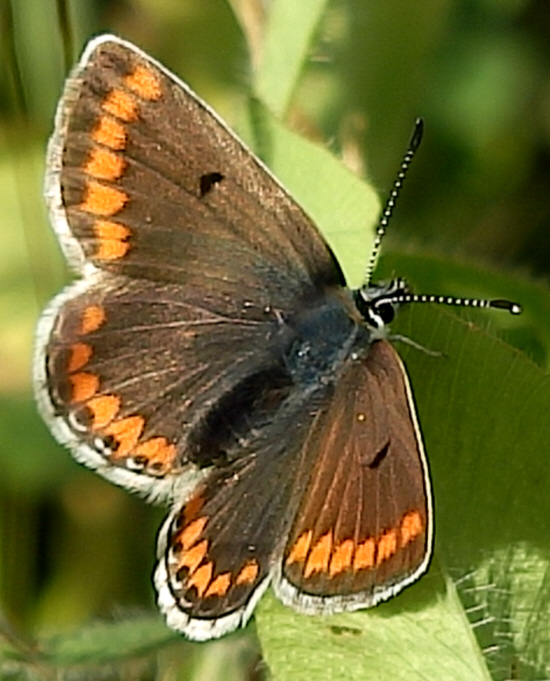 Aricia cramera? No, Aricia agestis, Lycaenidae