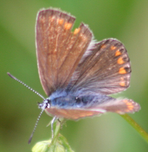 forse Aricia agestis - No, femmina di Polyommatus cfr. icarus