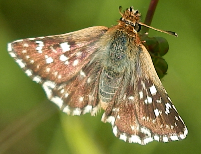 Spialia sertorius? S