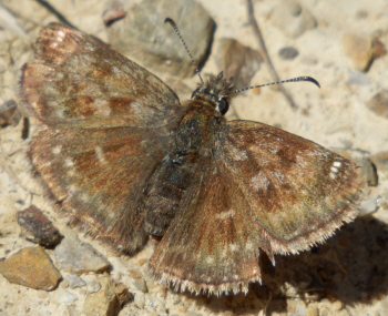 Erynnis tages? S