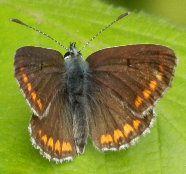 Aricia cramera? No, Aricia agestis, Lycaenidae