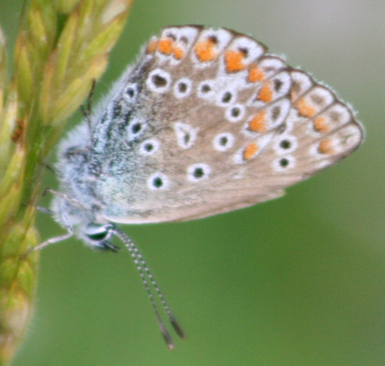 forse Aricia agestis - No, femmina di Polyommatus cfr. icarus