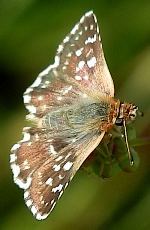 Spialia sertorius? S