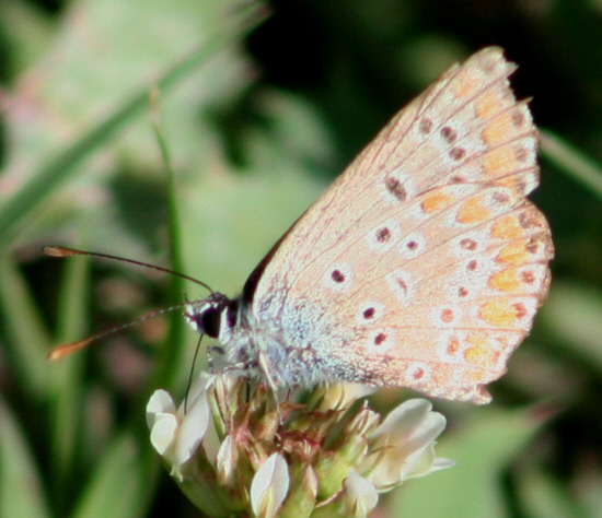 Aricia cramera? No, Aricia agestis, Lycaenidae