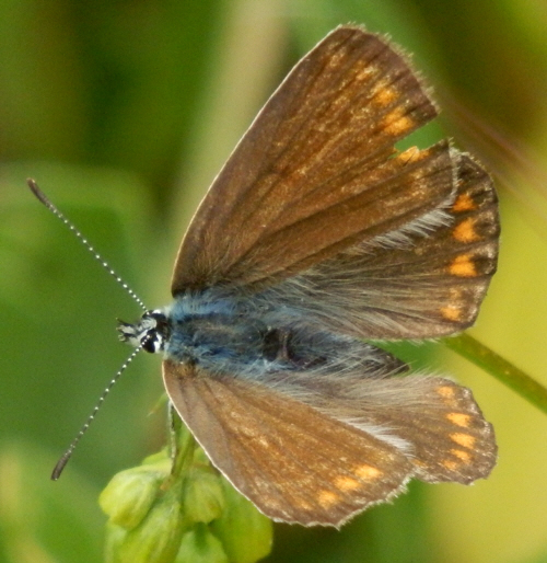 forse Aricia agestis - No, femmina di Polyommatus cfr. icarus