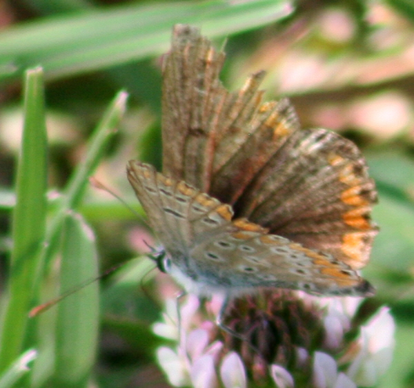 Aricia cramera? No, Aricia agestis, Lycaenidae