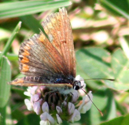 Aricia cramera? No, Aricia agestis, Lycaenidae