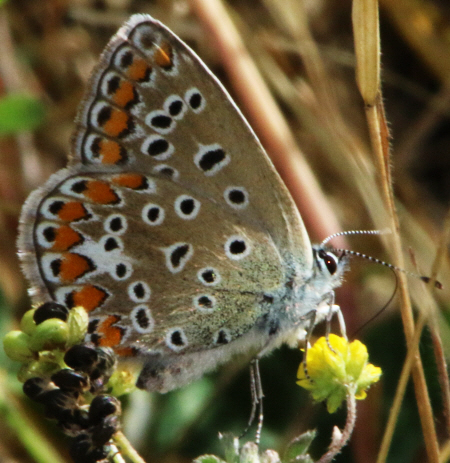 Polyommatus icarus  e Aricia agestis, Lycaenidae