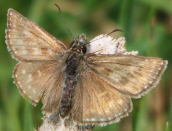 Erynnis tages? S