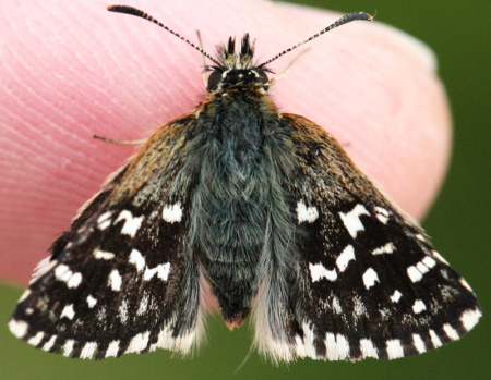 Spialia sertorius anche? No, Pyrgus malvoides