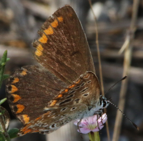 Polyommatus icarus  e Aricia agestis, Lycaenidae