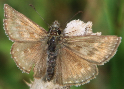 Erynnis tages? S