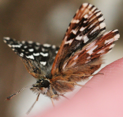 Spialia sertorius anche? No, Pyrgus malvoides