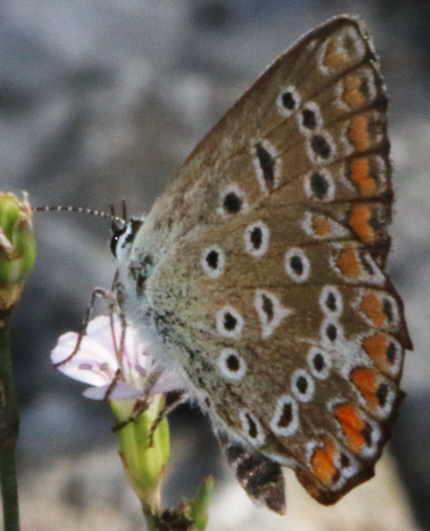 Polyommatus icarus  e Aricia agestis, Lycaenidae