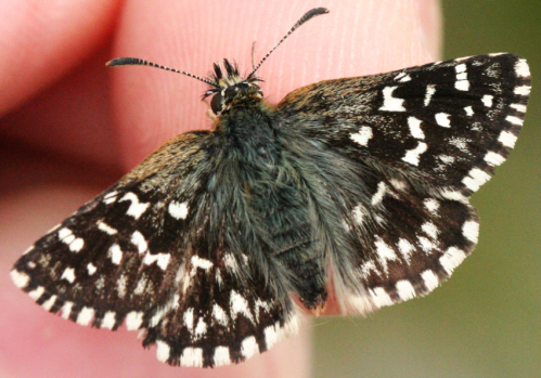 Spialia sertorius anche? No, Pyrgus malvoides