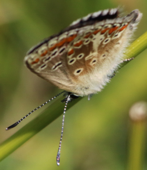 Polyommatus icarus  e Aricia agestis, Lycaenidae