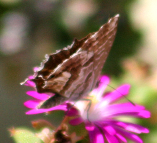 Cacyreus marshalli