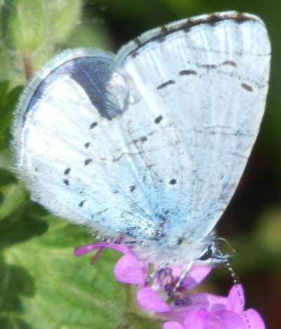 Celastrina argiolus, Lycaenidae