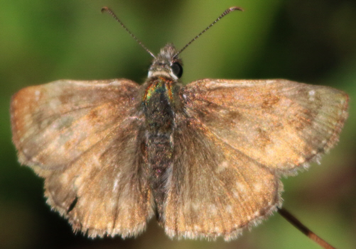 Erynnis tages? S