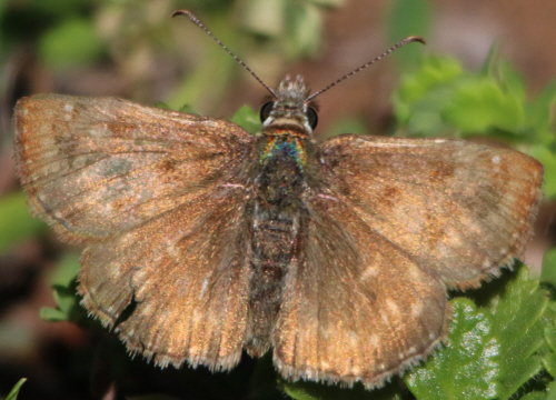 Erynnis tages? S